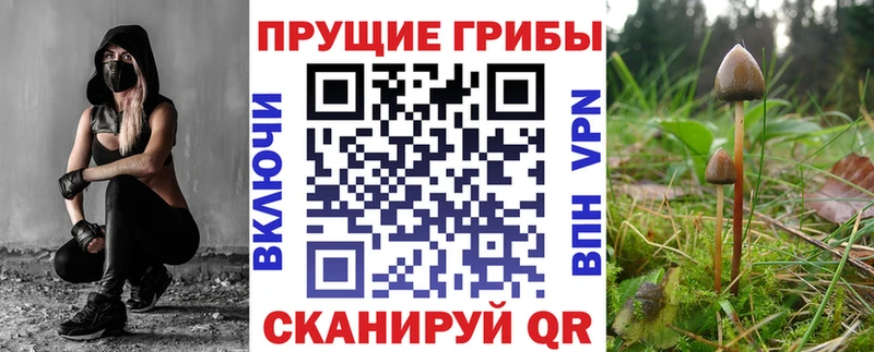Псилоцибиновые грибы прущие грибы  купить  цена  нарко площадка наркотические препараты  Кулебаки  блэк спрут ссылки 